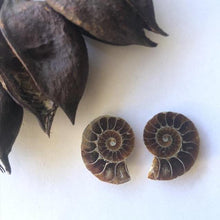 Load image into Gallery viewer, Ammonite Fossil Pairs - Luna Lane Crystals