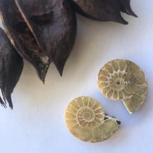 Load image into Gallery viewer, Ammonite Fossil Pairs - Luna Lane Crystals