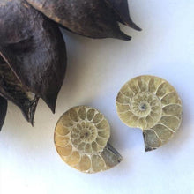 Load image into Gallery viewer, Ammonite Fossil Pairs - Luna Lane Crystals