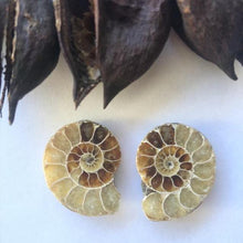 Load image into Gallery viewer, Ammonite Fossil Pairs - Luna Lane Crystals