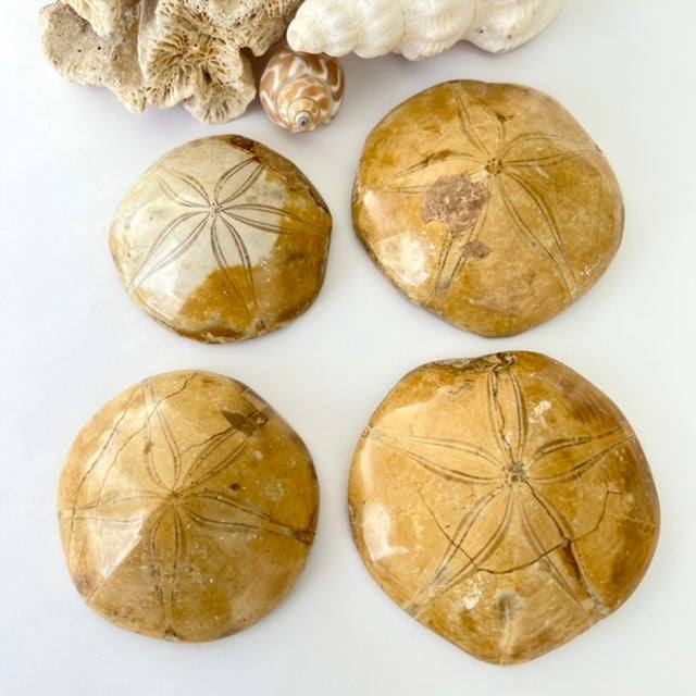 All About Sand Dollars, Fossils