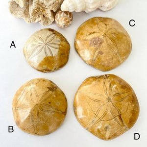 Fossilized Sand Dollar - Luna Lane Crystals