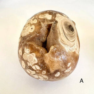 Petrified Coral Skull Carving - Luna Lane Crystals