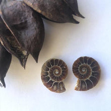 Load image into Gallery viewer, Ammonite Fossil Pairs - Luna Lane Crystals
