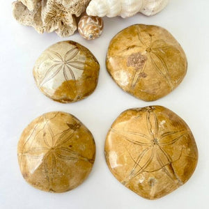Fossilized Sand Dollar - Luna Lane Crystals